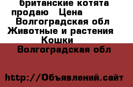 британские котята продаю › Цена ­ 2 500 - Волгоградская обл. Животные и растения » Кошки   . Волгоградская обл.